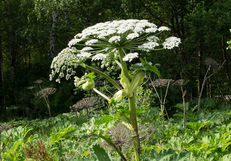Зелений